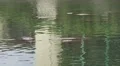 Manatee Tops Sticking Out Of Water Near Power Plant HD HD Footage