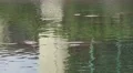Manatee Tops Sticking Out Of Water Near Power Plant 4K 4k or 4k+ Resolution