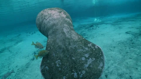 Manatee turns and faces camera Stock Footage 25510567