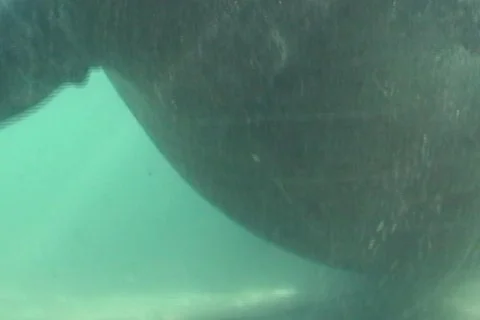Manatee Underwater Stock Footage 344496