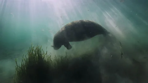 Manatee underwater Video stock 149601888
