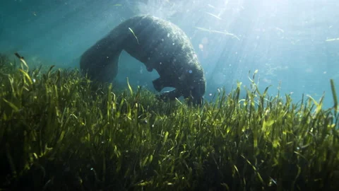 Manatee underwater Stock Footage 149602329