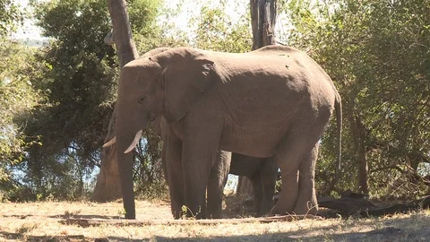Manatee Underwater (Wild) Video stock 106415417