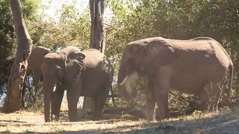 Manatee Underwater (Wild) Stock Footage 106417870