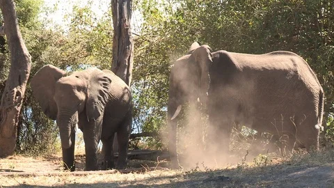 Manatee Underwater (Wild) Video stock 106419461
