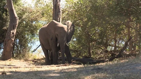 Manatee Underwater (Wild) Video stock 106419682