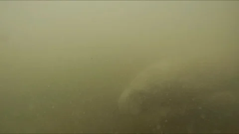 Manatee Underwater (Wild) Stock Footage 119643249