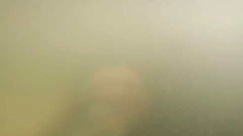 Manatee Underwater (Wild) Stock Footage 119644170