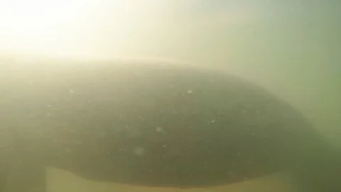 Manatee Underwater (Wild) Stock Footage 119644648