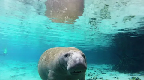 A manatee vocalizing and taking a breath Stock Footage 62956571