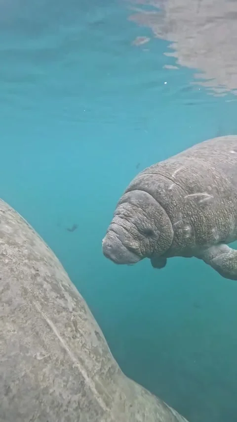 Manatee in the water Stock Footage 328209848