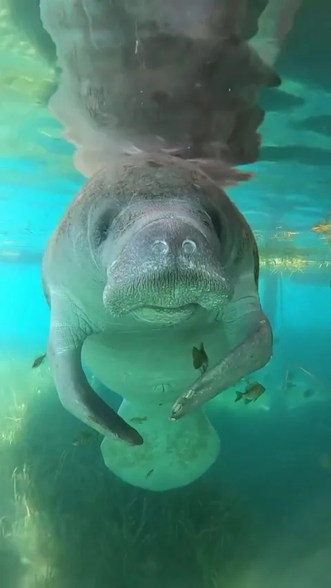 Manatee in the water Stock Footage 328209856