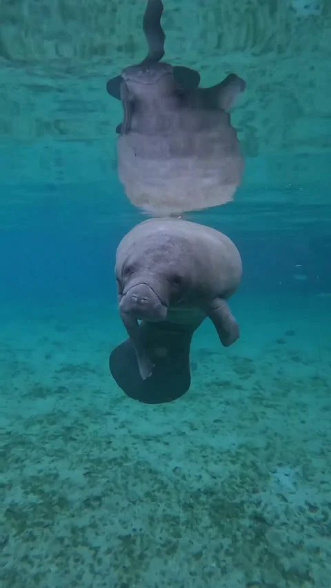 Manatee in the water Stock Footage 328209861