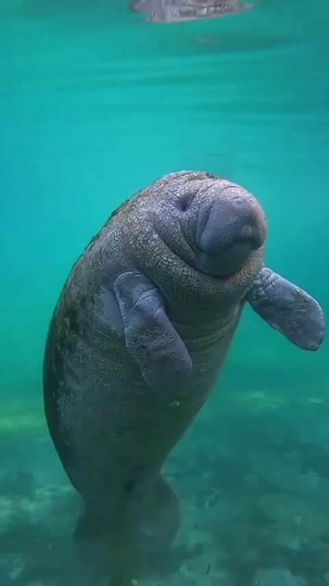 Manatee in the water Stock Footage 328209862