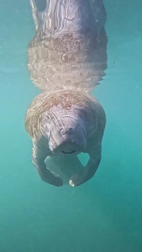 Manatee in the water Stock Footage 328209868