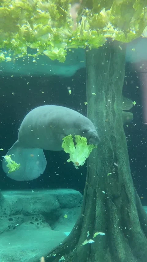 Manatee in the water Stock Footage 328209871