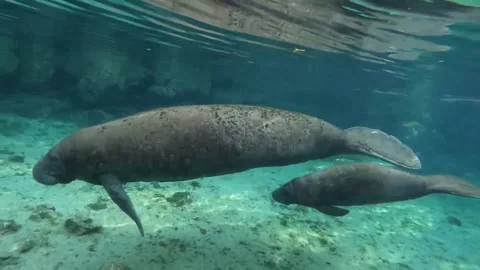 Manatee in the water Video stock 328209878