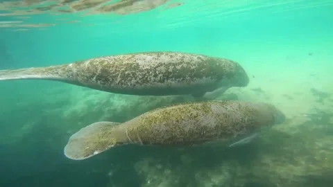 Manatee in the water Video stock 328209883