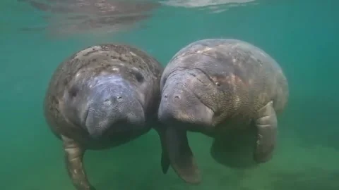 Manatee in the water Stock Footage 328209885