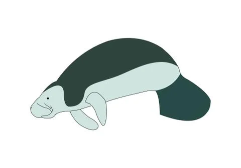 Manatee on white background Stock-Illustration