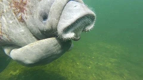 Manatee Yawns Stock Footage 158858081