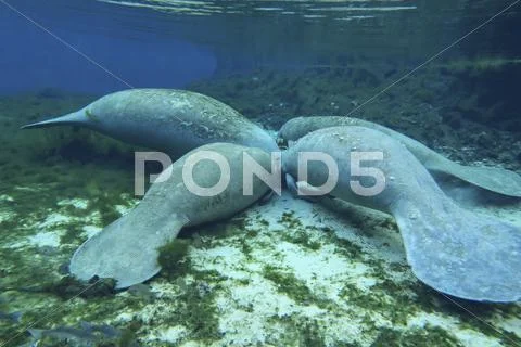 Manatees congregate to feed on algae at Fanning Springs State Park, Florida. Stock Photos