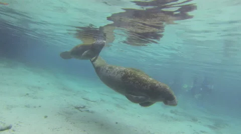 Manatees dive after taking a surface breath Stock Footage 62837221