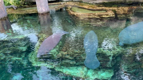 Manatees Stock Footage 328424641