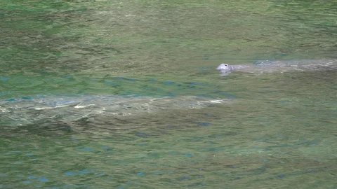 Manatees in groups surface for air at Blue Spring state park near DeLand Florida Stock Footage 128845636