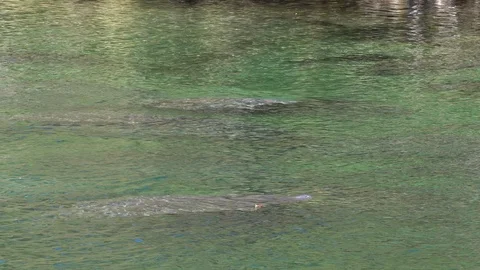 Manatees in groups in winter at Blue Spring state park near DeLand Florida Stock Footage 128845442
