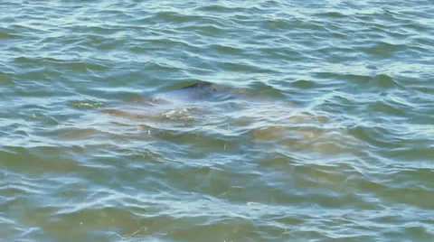 Manatees nuzzle each other 스톡 동영상 32933866