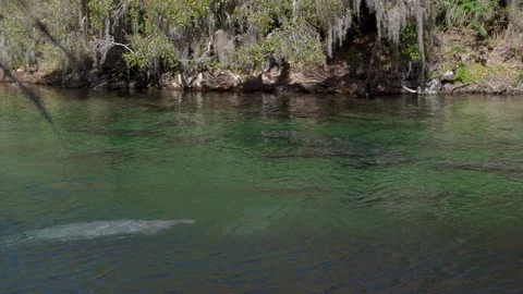 Manatees surface for air at Blue Spring state park in Orange City, Florida Stock Footage 128845548