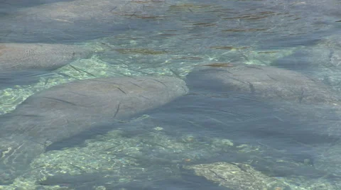 Manatees in Three Sisters Spring Stock Footage 60379500