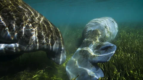 Manatees underwater Video stock 149602428