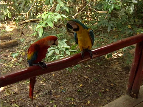 Manaus parrots on the perch Video stock 141525478