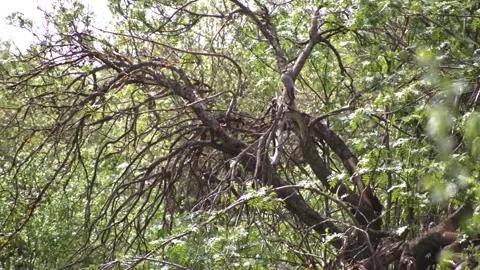 The manchineel is a handsome round-crowned tree that grows up to 12 metres in he Stock Footage 306567178