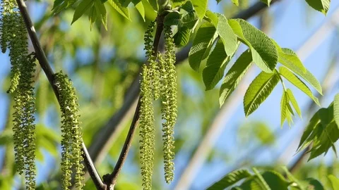 Manchurian walnut. Catkins on the tree. Stock-Footage 109440049