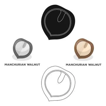 Manchurian walnut.Different kinds of nuts single icon in cartoon style vector Stock Illustration