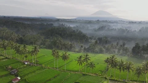 Mancingan Rice Field Stock Footage 266770261