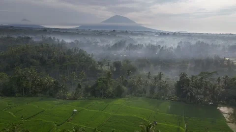Mancingan Rice Field Stock Footage 266770379