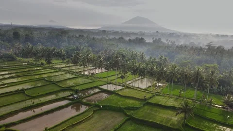 Mancingan Rice Field Stock Footage 266770392