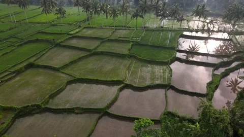 Mancingan Rice Field Stock Footage 266770393