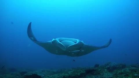 Manda Ray floating over Reef Vidéo 246299041