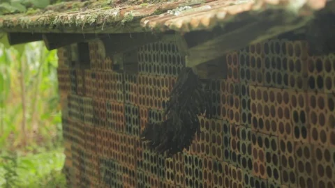 Mandaçaia bee hive Stock Footage 93915496