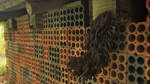 Mandaçaia bee hive Stock Footage 93916712