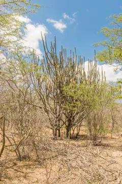 Mandacaru at the Caatinga Stock Photos