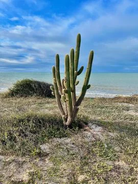 Mandacaru cactus on the beach Stock Photos