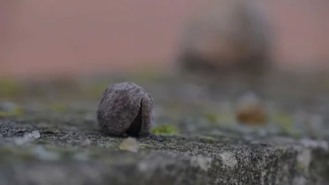 Mandal trees and nuts.in the suburbs of Cala Mendia Stock Footage 75730048