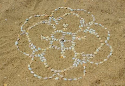 A mandala of mussel shells on the sand. Stock Photos