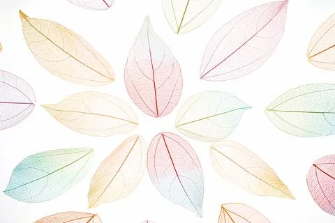 Mandala pattern made of multicolor, transparent leaves skeleton with a beautiful Stock Photos